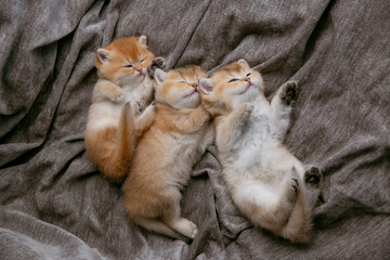 a group of cute little red kittens sleeping on their backs