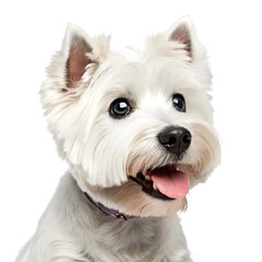 Cartoon white scottish terrier dog standing alert