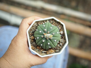 cactus in small pot and hand  holding 