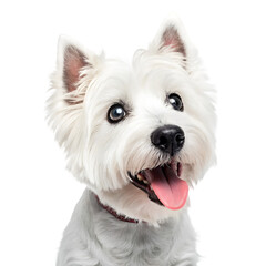 Cartoon white scottish terrier dog standing alert