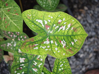 caladium bicolor in home garden dolorfulof plant