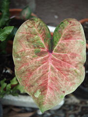 caladium bicolor in home garden dolorfulof plant