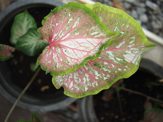 caladium bicolor in home garden dolorfulof plant