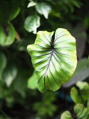 caladium bicolor in home garden dolorfulof plant