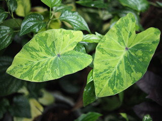 caladium bicolor in home garden dolorfulof plant