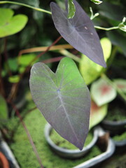caladium bicolor in home garden dolorfulof plant