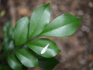 tea leaves and green background 