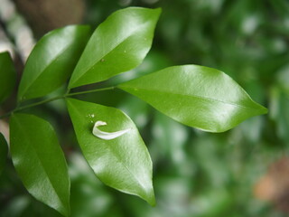 tea leaves and green background 