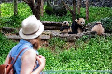 Young woman at the zoo are watching a giant panda lying asleep on a tree © xamnex