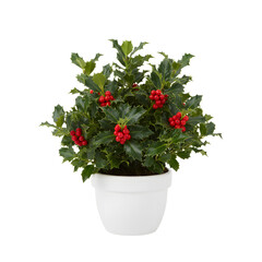 Naklejka premium Potted Holly Bush With Green Leaves And Red Berries On A Transparent Background