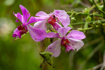 Wildflowers from the forests of Kalimantan