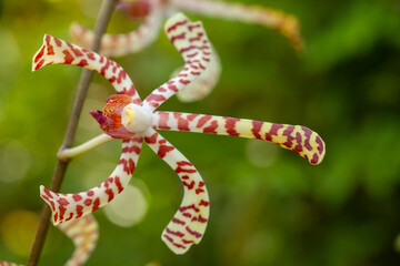 Wildflowers from the forests of Kalimantan
