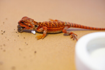 a red gecko at horizontal composition