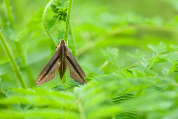 Wildflowers from the forests of Kalimantan