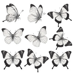 Fototapeta premium Black and white butterflies with detailed wings butterfly