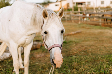 Fototapeta premium White horse on farm at sunset, rural countryside lifestyle and equestrian concept.