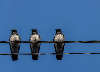 Gray crows sitting on low angle view, blue sky background