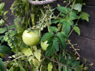 Green tomatoes on a branch close up, home gardening