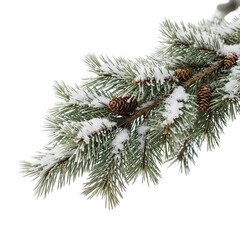 christmas tree branch