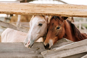 Two horses behind wooden fence on farm, symbol of friendship and rural lifestyle.