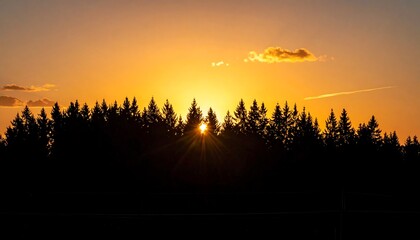 Sunset through forest trees