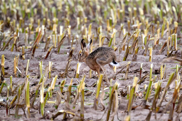 hare in a cornfield