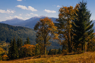 Naklejka premium Beautiful early autumn in Carpathian mountains, Ukraine