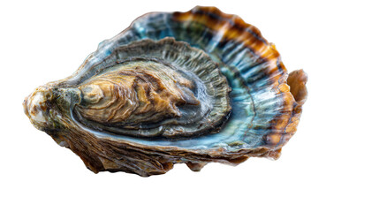 Oyster Shell: A close-up studio shot of an exquisite oyster shell, showcasing its mesmerizing, iridescent, and detailed patterns. A treasure of the sea.