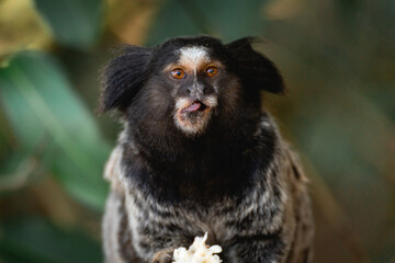Little monkey eating a piece of banana. National park Horto Florestal.