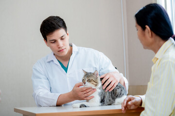 Vet listening fluffy cat using stethoscope during appointment in veterinary clinic