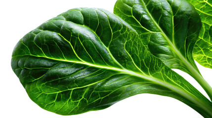 Fototapeta premium Fresh Green Leaf: A close-up view of fresh, vibrant, green leaves displaying intricate vein patterns, bringing the beauty of nature to life. 