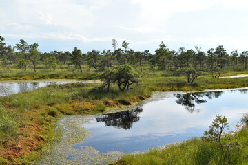 Fototapeta premium Sunny Summer Swamp with Evergreen Trees and Grassy Wetland Vegetation and Pools