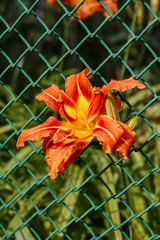 Bright orange daylily by a green mesh fence: garden flower, summer, contrast, beauty.