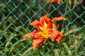 Bright orange daylily by a green mesh fence: garden flower, summer, contrast, beauty.