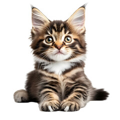 Fototapeta premium Majestic Maine Coon Kitten: A Stunning Portrait for Pet Lovers and Animal Enthusiasts