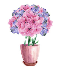 Bouquet of hydrangea in a ceramic pot. Hand drawn watercolor. Botanical illustration on white background. Cute flowers. Houseplant. Pink purple blooming plant buds.