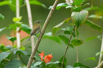 Sunbird, living naturally in a public park in Bangkok, Thailand.