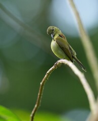 Sunbird, living naturally in a public park in Bangkok, Thailand.