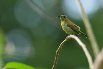 Sunbird, living naturally in a public park in Bangkok, Thailand.