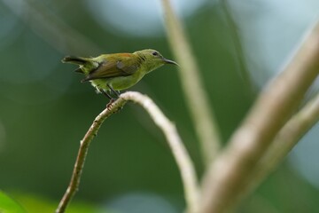 Sunbird, living naturally in a public park in Bangkok, Thailand.