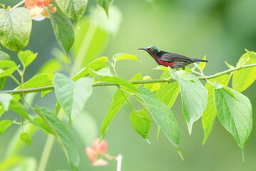 Sunbird, living naturally in a public park in Bangkok, Thailand.