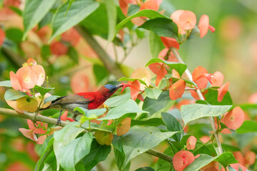 Sunbird, living naturally in a public park in Bangkok, Thailand.