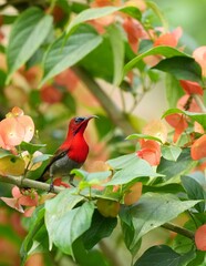 Sunbird, living naturally in a public park in Bangkok, Thailand.