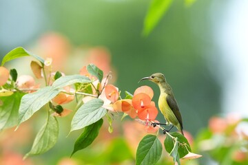 Sunbird, living naturally in a public park in Bangkok, Thailand.