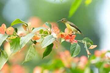 Sunbird, living naturally in a public park in Bangkok, Thailand.