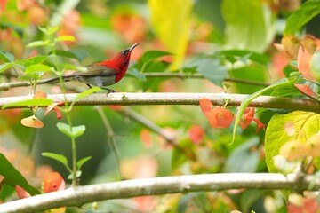 Sunbird, living naturally in a public park in Bangkok, Thailand.