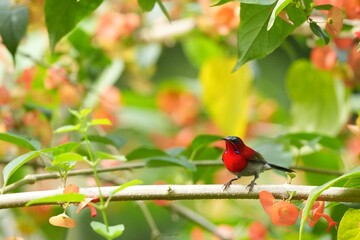Sunbird, living naturally in a public park in Bangkok, Thailand.