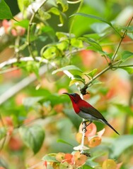 Sunbird, living naturally in a public park in Bangkok, Thailand.