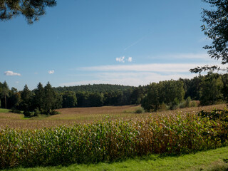 The agricultural land of a green corn farm