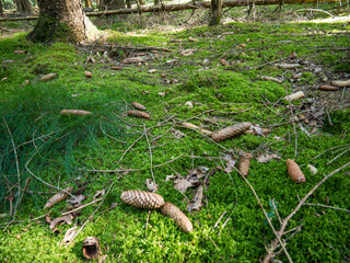 Pine cones on the ground near a pine tree in the forest. Forest near the town of Herstel, Germany